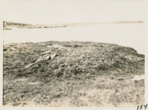 Image of Whistling Swan's nest near Now-Wata